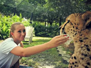 bonnie-wipes-cheetahs-mouth