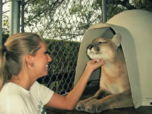 bonnie-scratches-cheetahs-chin