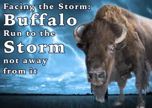 buffalo buffalo