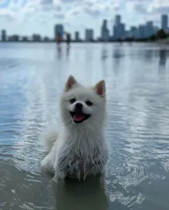 baxter